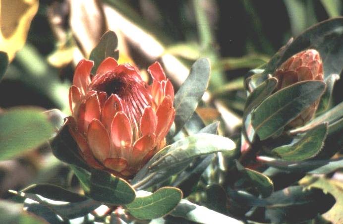 protea